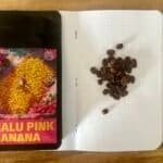 Vibrant banana coffee bean seed packet with roasted beans on dotted journal page, showcasing Halulu Pink Banana crop variety for specialty coffee cultivation.