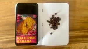 Vibrant banana coffee bean seed packet with roasted beans on dotted journal page, showcasing Halulu Pink Banana crop variety for specialty coffee cultivation.